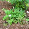 Netted Chain Fern